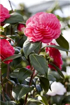 Camellia japonica 'April Dawn' - Kamelie 'April Dawn' Camellia japonica 'April Dawn' - Kamelie 'April Dawn'