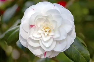 Camellia japonica 'April Dawn' - Kamelie 'April Dawn' Camellia japonica 'April Dawn' - Kamelie 'April Dawn'