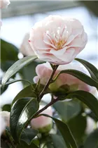 Camellia japonica 'April Dawn' - Kamelie 'April Dawn' Camellia japonica 'April Dawn' - Kamelie 'April Dawn'