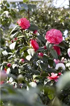 Camellia japonica 'April Dawn' - Kamelie 'April Dawn' Camellia japonica 'April Dawn' - Kamelie 'April Dawn'