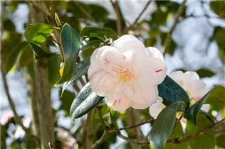 Camellia japonica 'April Dawn' - Kamelie 'April Dawn' Camellia japonica 'April Dawn' - Kamelie 'April Dawn'