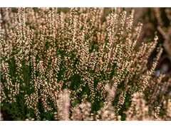 Calluna vulgaris Gardengirls® 'Pink Bettina' - Winterharte Knospenheide Gardengirls® 'Pink Bettina' Calluna vulgaris Gardengirls® 'Pink Bettina' - Winterharte Knospenheide Gardengirls® 'Pink Bettina'