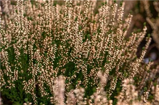 Calluna vulgaris Gardengirls® 'Pink Bettina' - Winterharte Knospenheide Gardengirls® 'Pink Bettina' Calluna vulgaris Gardengirls® 'Pink Bettina' - Winterharte Knospenheide Gardengirls® 'Pink Bettina'