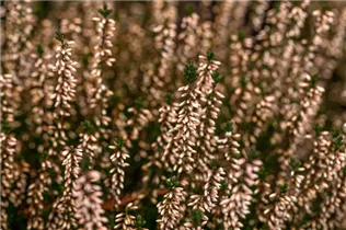 Calluna vulgaris Gardengirls® 'Pink Bettina' - Winterharte Knospenheide Gardengirls® 'Pink Bettina' Calluna vulgaris Gardengirls® 'Pink Bettina' - Winterharte Knospenheide Gardengirls® 'Pink Bettina'
