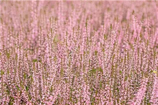 Calluna vulgaris Gardengirls® 'Pink Bettina' - Winterharte Knospenheide Gardengirls® 'Pink Bettina' Calluna vulgaris Gardengirls® 'Pink Bettina' - Winterharte Knospenheide Gardengirls® 'Pink Bettina'