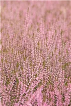Calluna vulgaris Gardengirls® 'Pink Bettina' - Winterharte Knospenheide Gardengirls® 'Pink Bettina' Calluna vulgaris Gardengirls® 'Pink Bettina' - Winterharte Knospenheide Gardengirls® 'Pink Bettina'