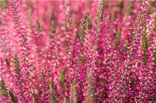 Calluna vulgaris Gardengirls® 'Pink Bettina' - Winterharte Knospenheide Gardengirls® 'Pink Bettina' Calluna vulgaris Gardengirls® 'Pink Bettina' - Winterharte Knospenheide Gardengirls® 'Pink Bettina'