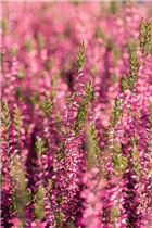 Calluna vulgaris Gardengirls® 'Pink Bettina' - Winterharte Knospenheide Gardengirls® 'Pink Bettina' Calluna vulgaris Gardengirls® 'Pink Bettina' - Winterharte Knospenheide Gardengirls® 'Pink Bettina'