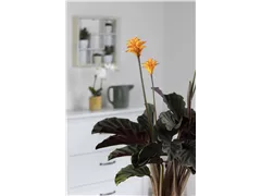 Calathea crocata 'Tassmania' - Korbmarante 'Tassmania' Calathea crocata 'Tassmania' - Korbmarante 'Tassmania'