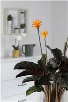 Calathea crocata - Korbmarante Calathea crocata - Korbmarante