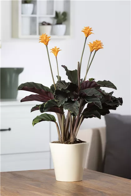 Korbmarante, Calathea crocata