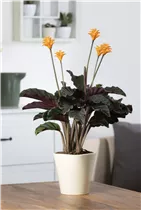 Calathea crocata - Korbmarante Calathea crocata - Korbmarante