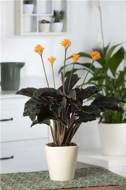 Korbmarante 'Tassmania', Calathea crocata 'Tassmania'