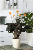 Calathea crocata - Korbmarante Calathea crocata - Korbmarante