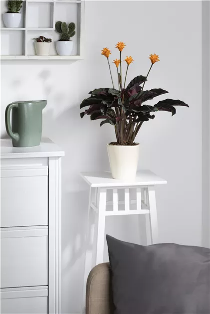 alocasia monstera 4” Monstera ‘Mint’ main image 1