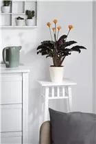Calathea crocata - Korbmarante Calathea crocata - Korbmarante
