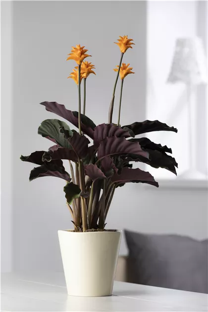 Korbmarante 'Tassmania', Calathea crocata 'Tassmania'