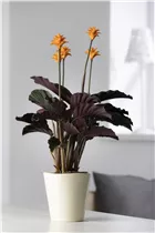 Calathea crocata - Korbmarante Calathea crocata - Korbmarante