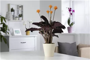 Calathea crocata - Korbmarante Calathea crocata - Korbmarante