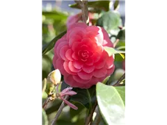 Camellia japonica 'Beauty de Nantes' - Kamelie 'Beauty de Nantes' Camellia japonica 'Beauty de Nantes' - Kamelie 'Beauty de Nantes'