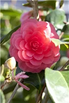 Camellia japonica 'Beauty de Nantes' - Kamelie 'Beauty de Nantes' Camellia japonica 'Beauty de Nantes' - Kamelie 'Beauty de Nantes'