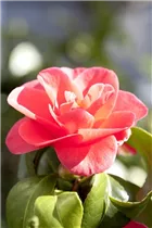 Camellia japonica 'Beauty de Nantes' - Kamelie 'Beauty de Nantes' Camellia japonica 'Beauty de Nantes' - Kamelie 'Beauty de Nantes'