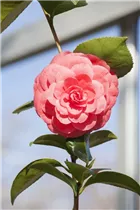 Camellia japonica 'Beauty de Nantes' - Kamelie 'Beauty de Nantes' Camellia japonica 'Beauty de Nantes' - Kamelie 'Beauty de Nantes'