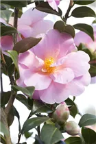 Camellia japonica 'Betty Sette' - Kamelie 'Betty Sette'