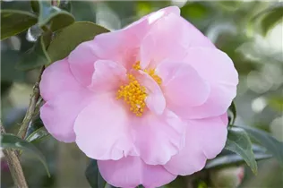 Camellia japonica 'Betty Sette' - Kamelie 'Betty Sette'
