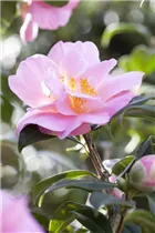 Camellia japonica 'Betty Sette' - Kamelie 'Betty Sette'