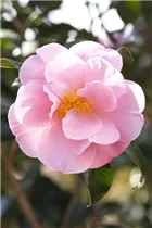 Camellia japonica 'Betty Sette' - Kamelie 'Betty Sette'