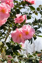 Camellia japonica 'Betty Sette' - Kamelie 'Betty Sette'