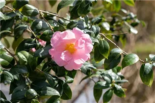 Camellia japonica 'Betty Sette' - Kamelie 'Betty Sette'