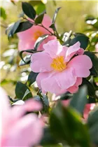 Camellia japonica 'Betty Sette' - Kamelie 'Betty Sette'