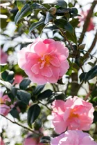 Camellia japonica 'Betty Sette' - Kamelie 'Betty Sette'
