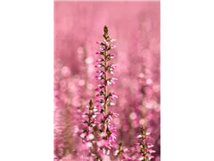 Calluna vulgaris Gardengirls® 'Rita' - Winterharte Knospenheide Gardengirls® 'Rita' Calluna vulgaris Gardengirls® 'Rita' - Winterharte Knospenheide Gardengirls® 'Rita'