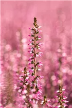 Calluna vulgaris Gardengirls® 'Rita' - Winterharte Knospenheide Gardengirls® 'Rita' Calluna vulgaris Gardengirls® 'Rita' - Winterharte Knospenheide Gardengirls® 'Rita'