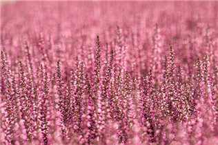 Calluna vulgaris Gardengirls® 'Rita' - Winterharte Knospenheide Gardengirls® 'Rita' Calluna vulgaris Gardengirls® 'Rita' - Winterharte Knospenheide Gardengirls® 'Rita'