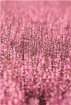 Calluna vulgaris Gardengirls® 'Rita' - Winterharte Knospenheide Gardengirls® 'Rita' Calluna vulgaris Gardengirls® 'Rita' - Winterharte Knospenheide Gardengirls® 'Rita'