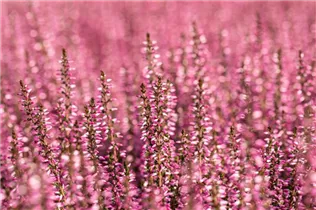 Calluna vulgaris Gardengirls® 'Rita' - Winterharte Knospenheide Gardengirls® 'Rita' Calluna vulgaris Gardengirls® 'Rita' - Winterharte Knospenheide Gardengirls® 'Rita'