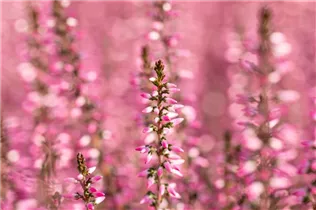 Calluna vulgaris Gardengirls® 'Rita' - Winterharte Knospenheide Gardengirls® 'Rita' Calluna vulgaris Gardengirls® 'Rita' - Winterharte Knospenheide Gardengirls® 'Rita'