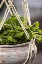 Callisia repens - Kriechendes Schönpolster Callisia repens - Kriechendes Schönpolster