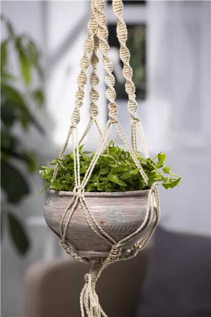 Kriechendes Schnpolster, Callisia repens
