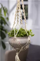 Callisia repens - Kriechendes Schönpolster Callisia repens - Kriechendes Schönpolster