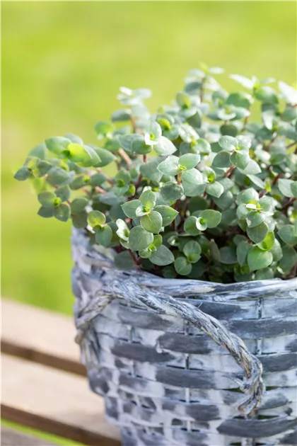 Kriechendes Schnpolster, Callisia repens