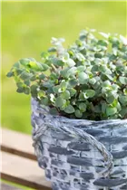 Callisia repens - Kriechendes Schönpolster Callisia repens - Kriechendes Schönpolster