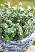 Callisia repens - Kriechendes Schönpolster Callisia repens - Kriechendes Schönpolster