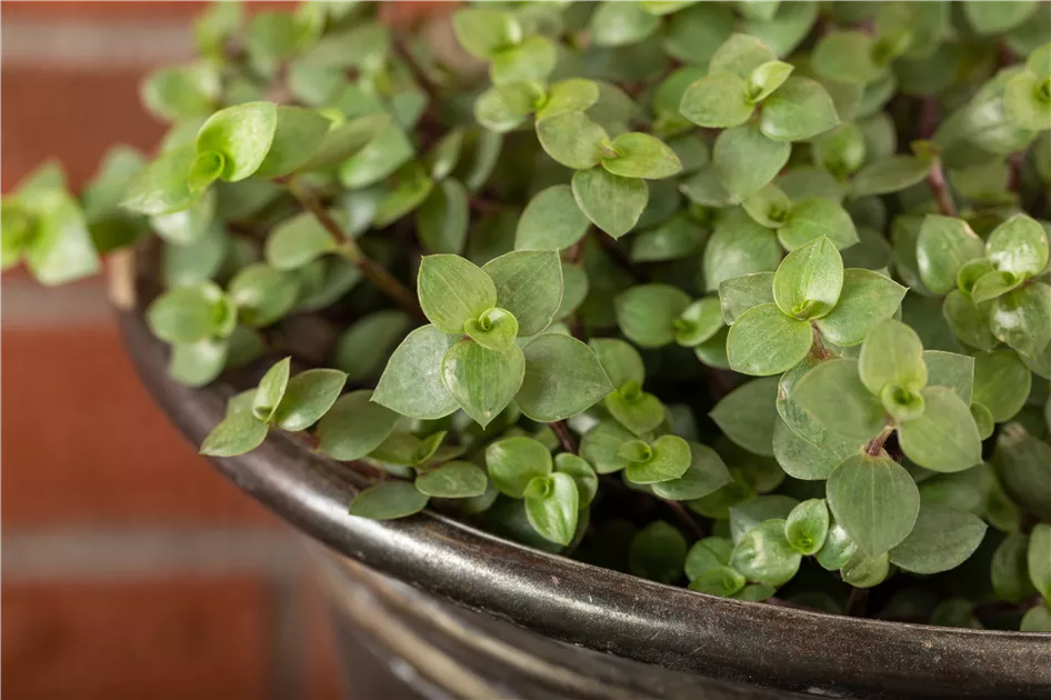 Kriechendes Schnpolster, Callisia repens