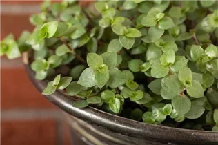 Callisia repens - Kriechendes Schönpolster Callisia repens - Kriechendes Schönpolster