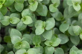 Callisia repens - Kriechendes Schönpolster Callisia repens - Kriechendes Schönpolster
